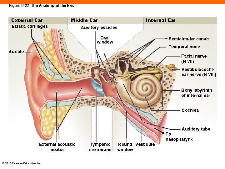 Figure 9 -22 The Anatomy of the Ear. External Ear Middle Ear Elastic cartilages