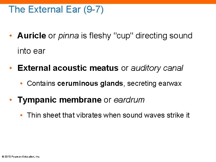 The External Ear (9 -7) • Auricle or pinna is fleshy "cup" directing sound