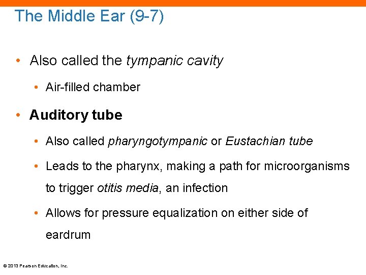 The Middle Ear (9 -7) • Also called the tympanic cavity • Air-filled chamber