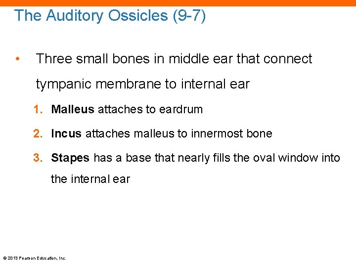 The Auditory Ossicles (9 -7) • Three small bones in middle ear that connect