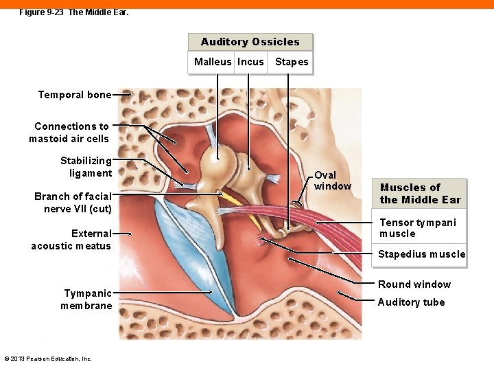 Figure 9 -23 The Middle Ear. Auditory Ossicles Malleus Incus Stapes Temporal bone Connections