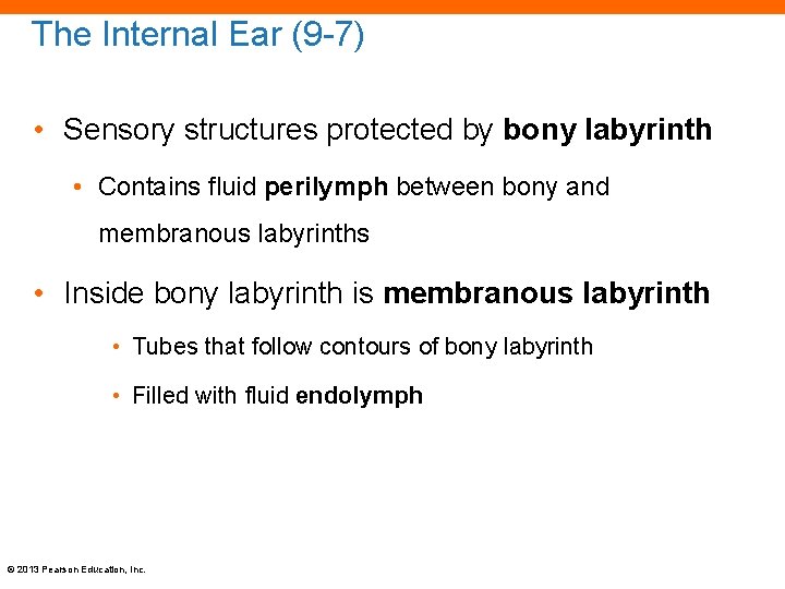 The Internal Ear (9 -7) • Sensory structures protected by bony labyrinth • Contains