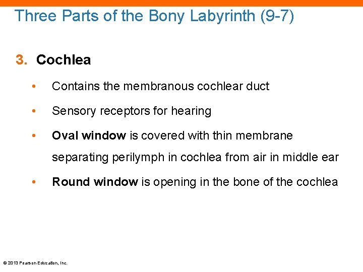 Three Parts of the Bony Labyrinth (9 -7) 3. Cochlea • Contains the membranous