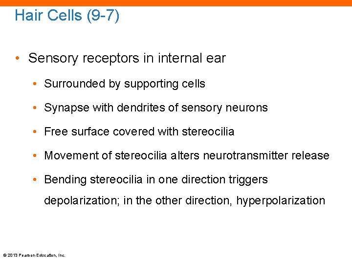 Hair Cells (9 -7) • Sensory receptors in internal ear • Surrounded by supporting