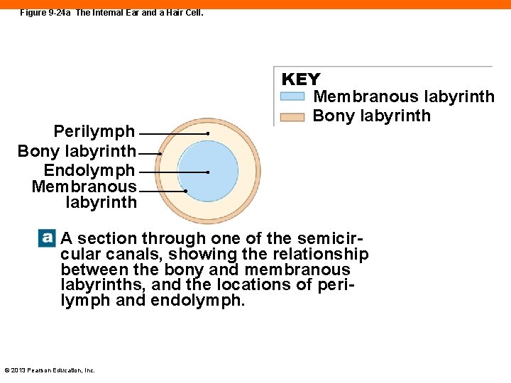 Figure 9 -24 a The Internal Ear and a Hair Cell. Perilymph Bony labyrinth