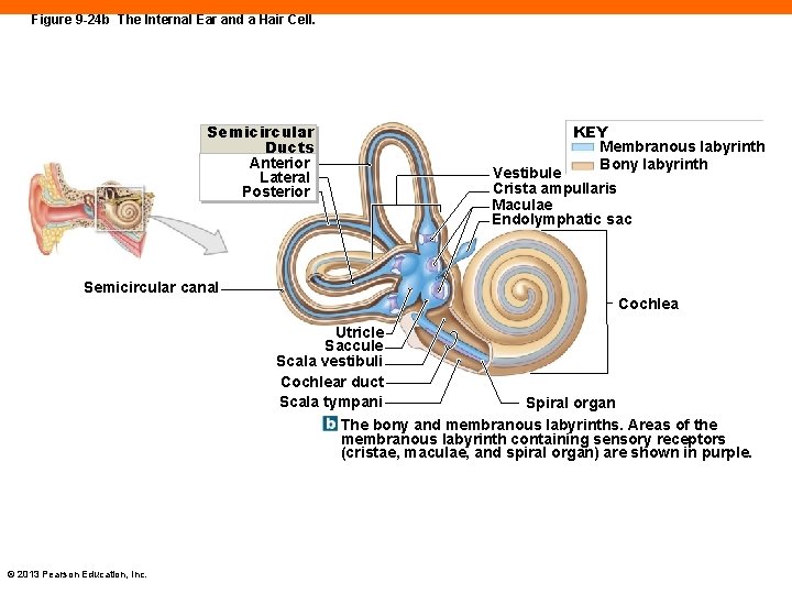 Figure 9 -24 b The Internal Ear and a Hair Cell. KEY Membranous labyrinth