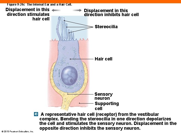 Figure 9 -24 c The Internal Ear and a Hair Cell. Displacement in this