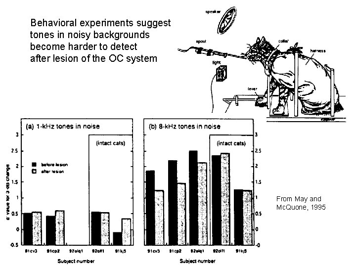 Behavioral experiments suggest tones in noisy backgrounds become harder to detect after lesion of