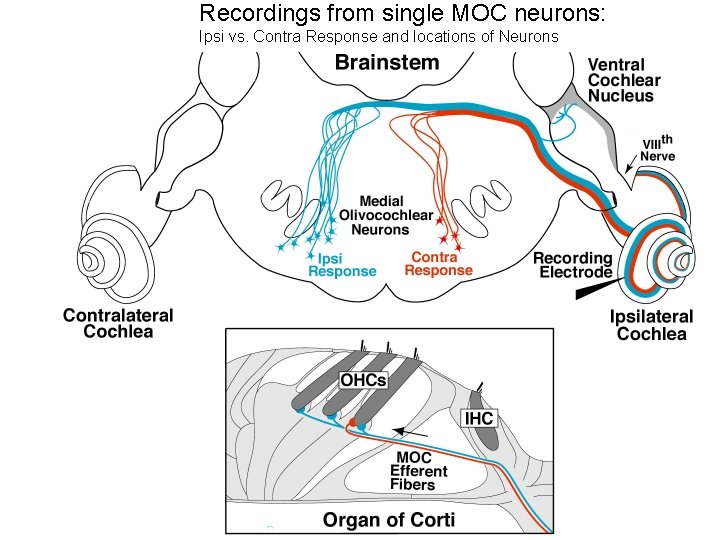 Recordings from single MOC neurons: Ipsi vs. Contra Response and locations of Neurons 