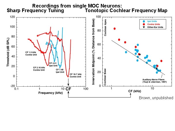 Recordings from single MOC Neurons: Sharp Frequency Tuning Tonotopic Cochlear Frequency Map Brown, unpublished