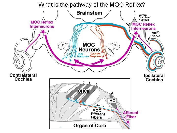 What is the pathway of the MOC Reflex? 