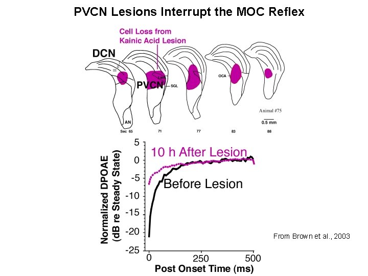 PVCN Lesions Interrupt the MOC Reflex From Brown et al. , 2003 