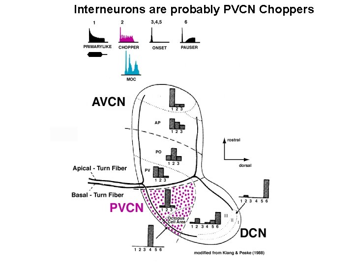 Interneurons are probably PVCN Choppers 