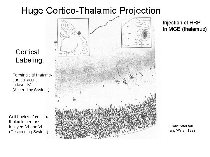 Huge Cortico-Thalamic Projection Injection of HRP In MGB (thalamus) Cortical Labeling: Terminals of thalamocortical