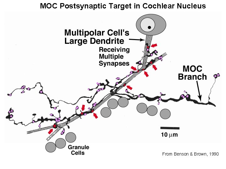 MOC Postsynaptic Target in Cochlear Nucleus From Benson & Brown, 1990 