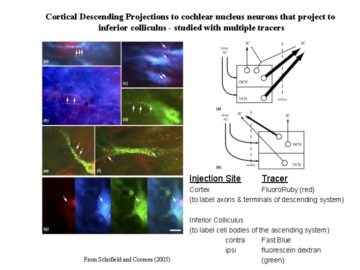 Cortical Descending Projections to cochlear nucleus neurons that project to inferior colliculus - studied
