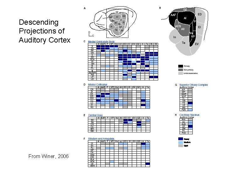 Descending Projections of Auditory Cortex From Winer, 2006 