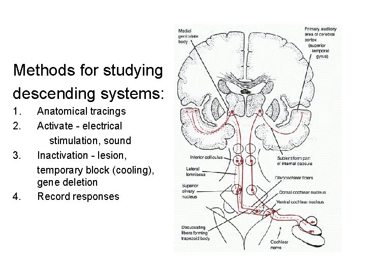 Methods for studying descending systems: 1. 2. 3. 4. Anatomical tracings Activate - electrical