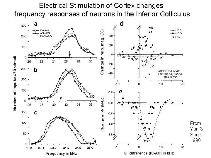Electrical Stimulation of Cortex changes frequency responses of neurons in the Inferior Colliculus From