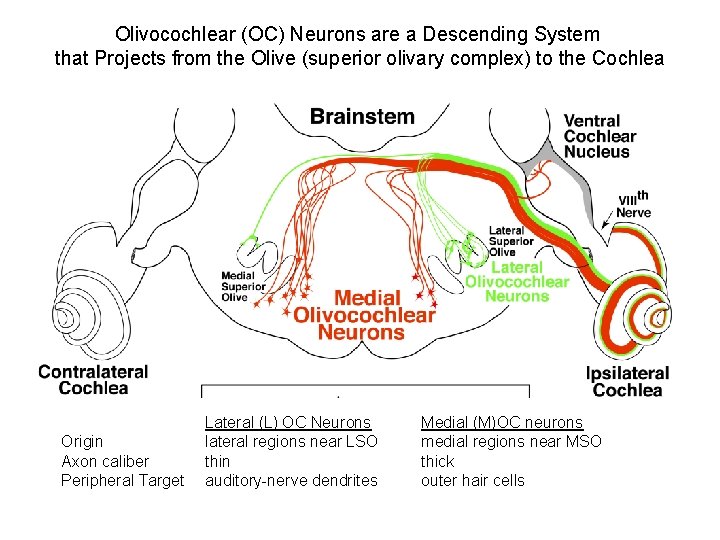 Olivocochlear (OC) Neurons are a Descending System that Projects from the Olive (superior olivary