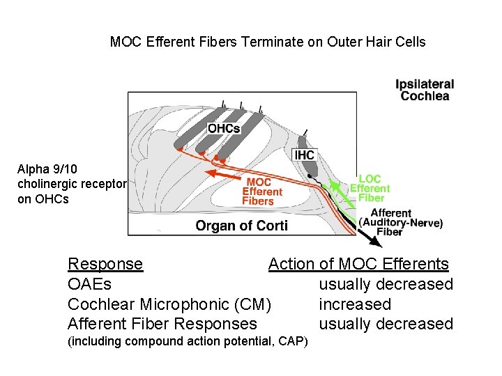 MOC Efferent Fibers Terminate on Outer Hair Cells Alpha 9/10 cholinergic receptor on OHCs