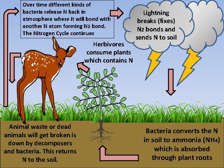 Over time different kinds of bacteria release N back in atmosphere where it will