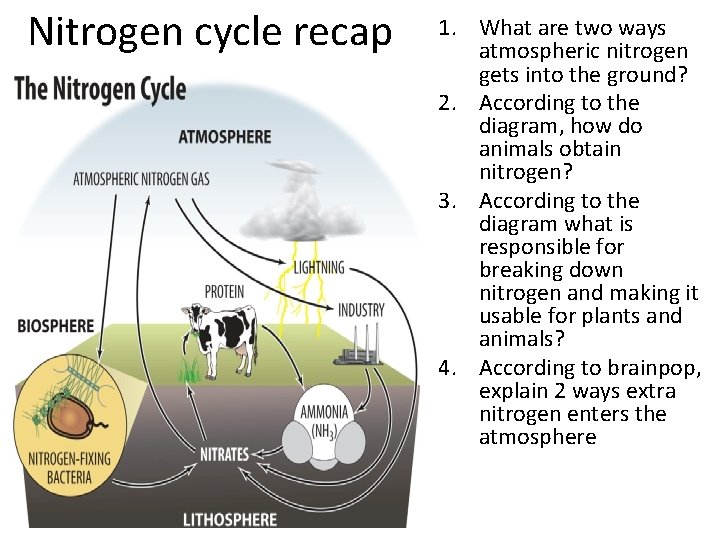 Nitrogen cycle recap 1. What are two ways atmospheric nitrogen gets into the ground?