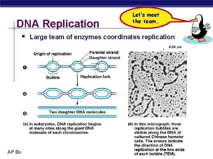 DNA Replication Let’s meet the team… § Large team of enzymes coordinates replication AP