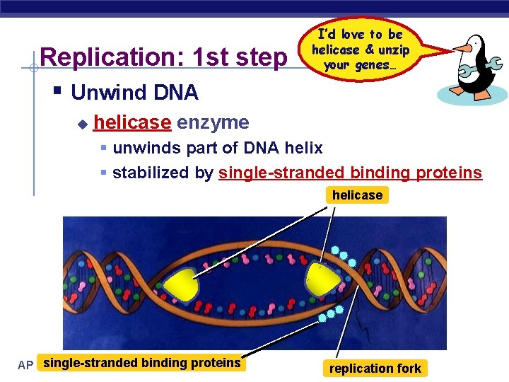 Replication: 1 st step § Unwind DNA u I’d love to be helicase &