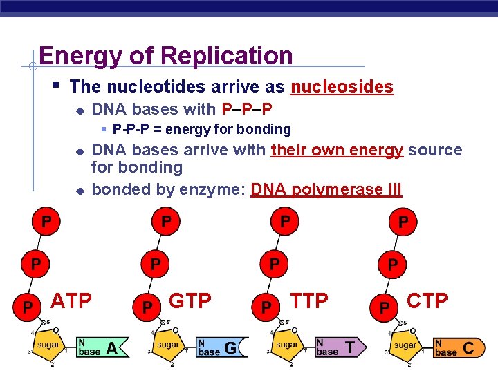 Energy of Replication § The nucleotides arrive as nucleosides u DNA bases with P–P–P