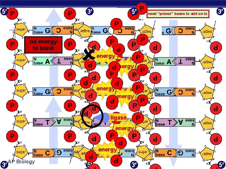 5 3 5 need “primer” bases to add on to 3 energy no energy