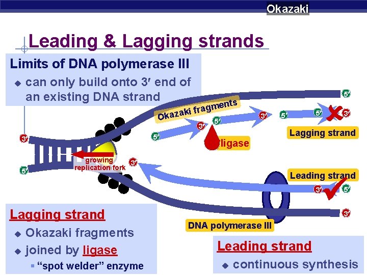 Okazaki Leading & Lagging strands Limits of DNA polymerase III u can only build