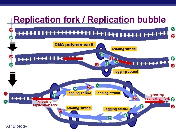 Replication fork / Replication bubble 3 5 5 3 DNA polymerase III leading strand