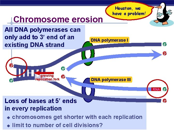 Chromosome erosion All DNA polymerases can only add to 3 end of an existing