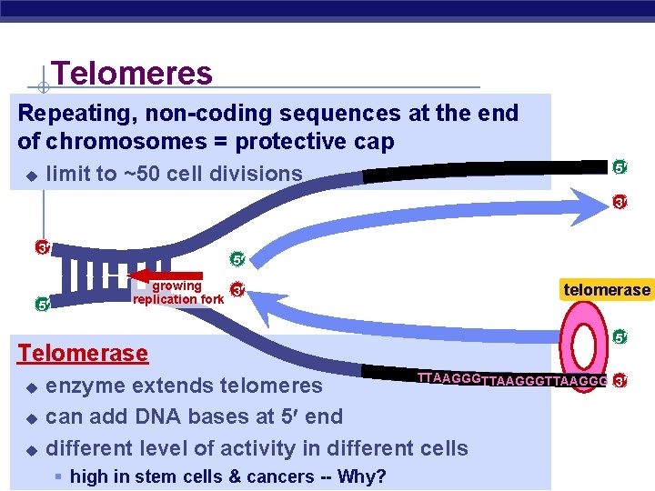 Telomeres Repeating, non-coding sequences at the end of chromosomes = protective cap u 5