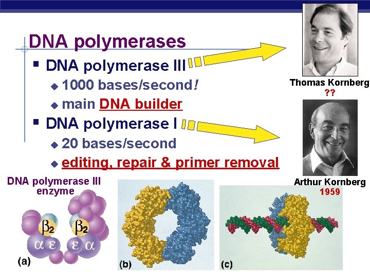 DNA polymerases § DNA polymerase III 1000 bases/second! u main DNA builder u Thomas