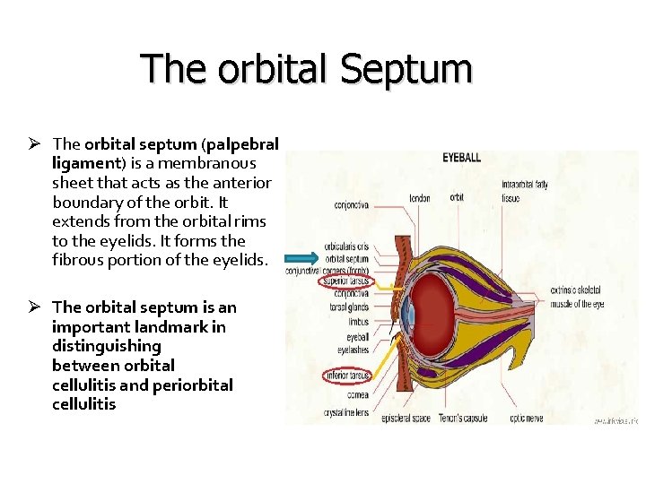 The orbital Septum Ø The orbital septum (palpebral ligament) is a membranous sheet that