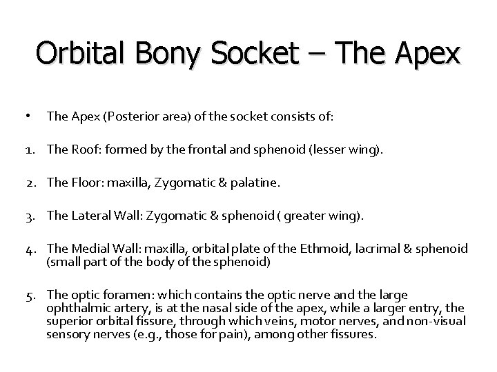 Orbital Bony Socket – The Apex • The Apex (Posterior area) of the socket