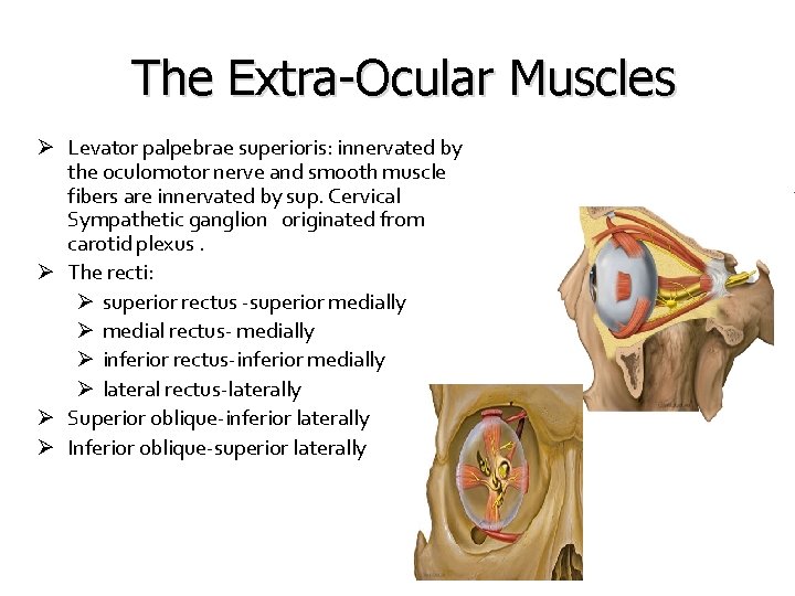 The Extra-Ocular Muscles Ø Levator palpebrae superioris: innervated by the oculomotor nerve and smooth