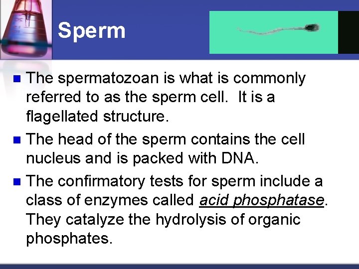 Sperm The spermatozoan is what is commonly referred to as the sperm cell. It