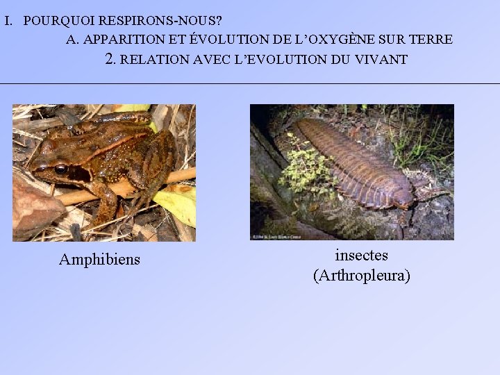 I. POURQUOI RESPIRONS-NOUS? A. APPARITION ET ÉVOLUTION DE L’OXYGÈNE SUR TERRE 2. RELATION AVEC