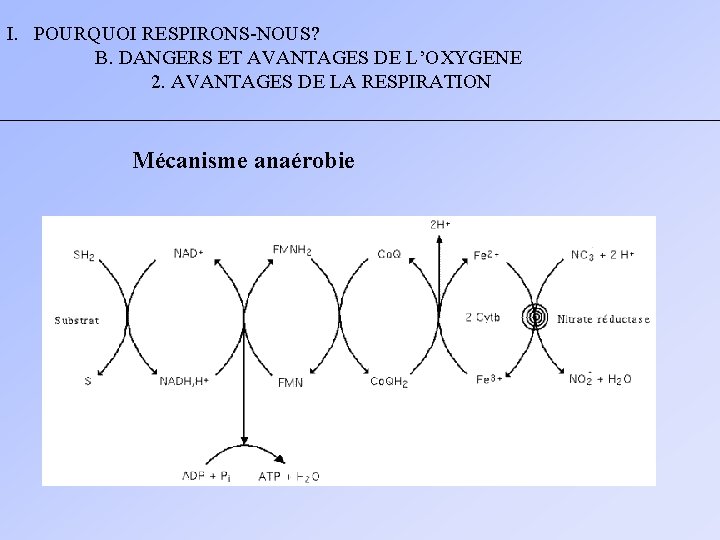 I. POURQUOI RESPIRONS-NOUS? B. DANGERS ET AVANTAGES DE L’OXYGENE 2. AVANTAGES DE LA RESPIRATION