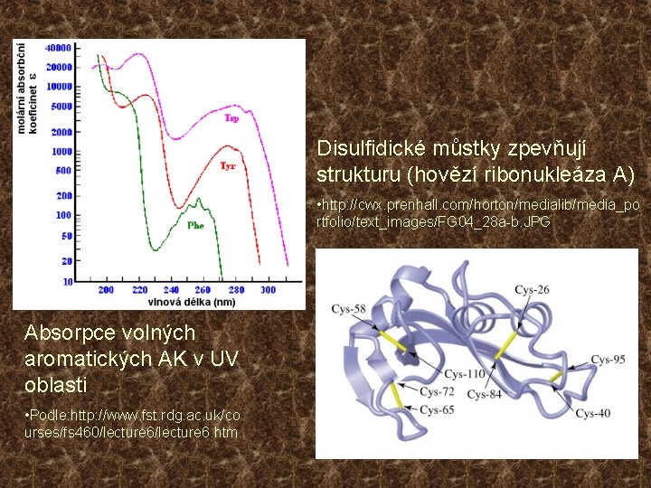 Disulfidické můstky zpevňují strukturu (hovězí ribonukleáza A) • http: //cwx. prenhall. com/horton/medialib/media_po rtfolio/text_images/FG 04_28