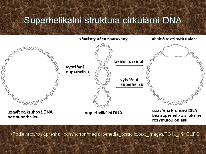 Superhelikální struktura cirkulární DNA • Podle http: //cwx. prenhall. com/horton/medialib/media_portfolio/text_images/FG 19_191 C. JPG 