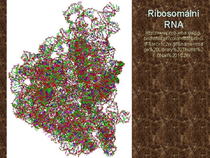 Ribosomální RNA http: //www. imb-jena. de/cgibin/htmlit. pl? color=ffffff&id=G IF&src=1 c 2 w. gif&name=Ima ge%20