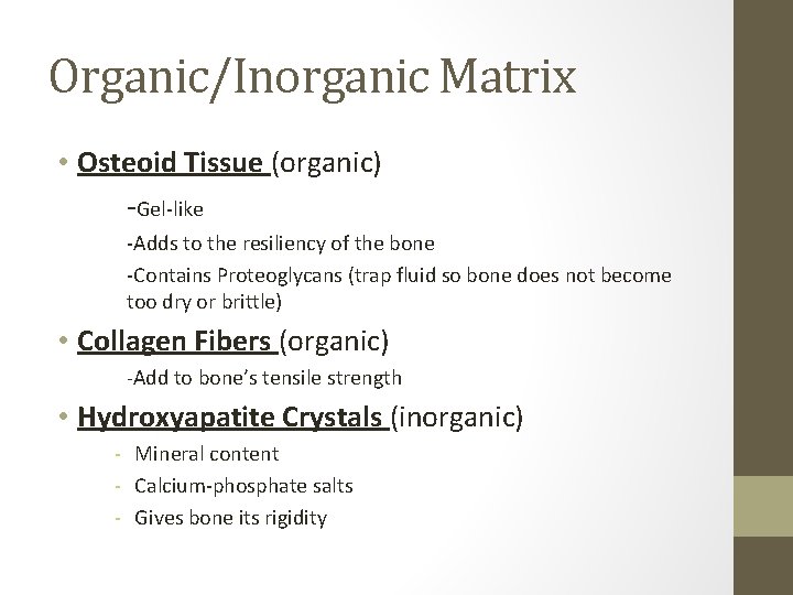 Organic/Inorganic Matrix • Osteoid Tissue (organic) -Gel-like -Adds to the resiliency of the bone