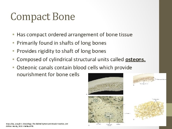Compact Bone • • • Has compact ordered arrangement of bone tissue Primarily found