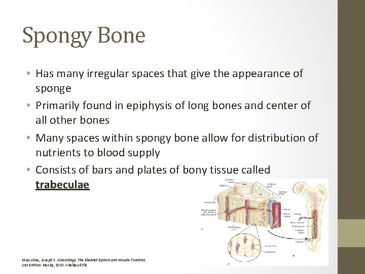Spongy Bone • Has many irregular spaces that give the appearance of sponge •