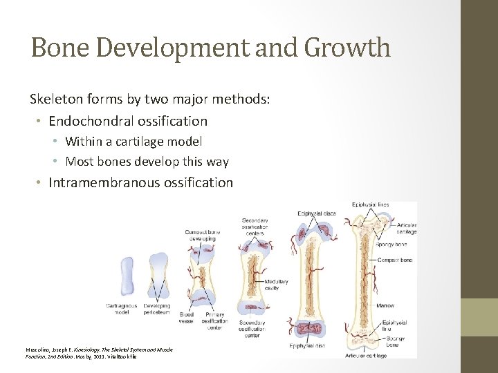 Bone Development and Growth Skeleton forms by two major methods: • Endochondral ossification •
