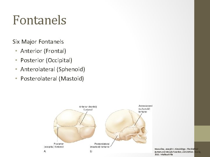 Fontanels Six Major Fontanels • Anterior (Frontal) • Posterior (Occipital) • Anterolateral (Sphenoid) •